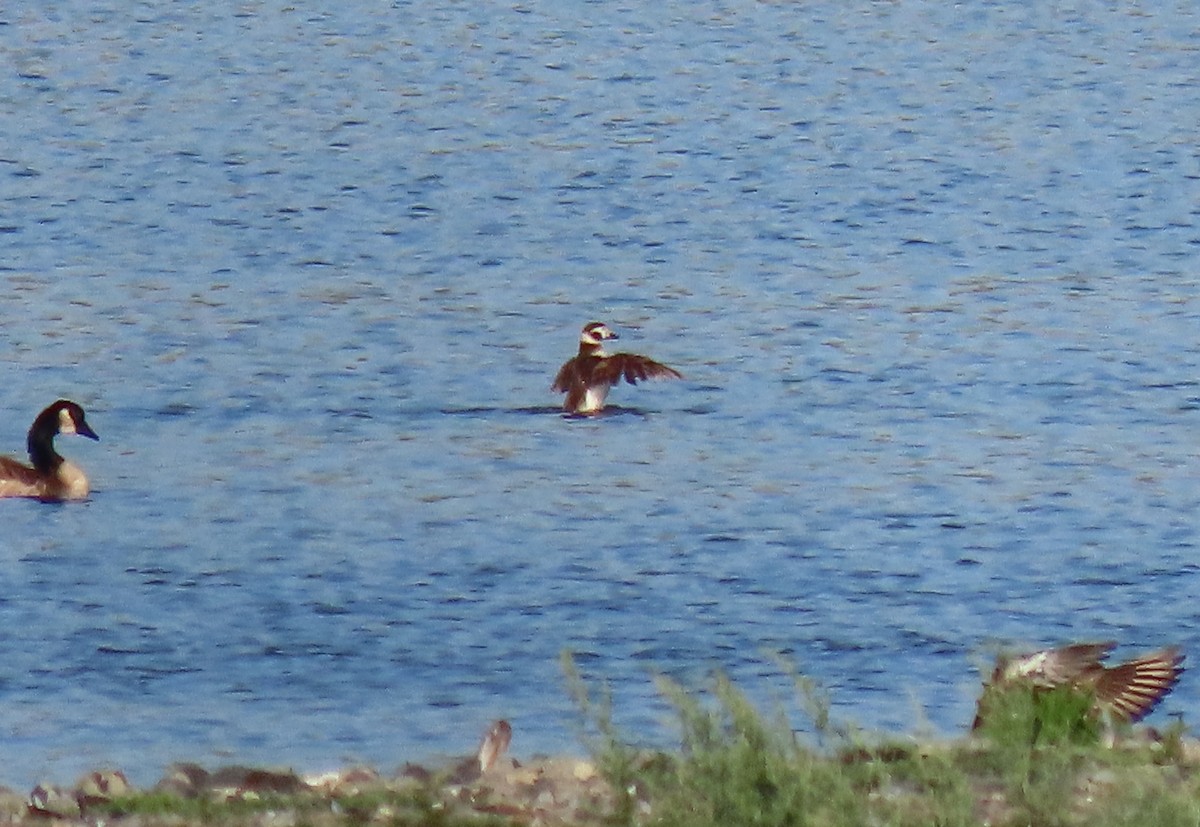 Long-tailed Duck - ML346286131