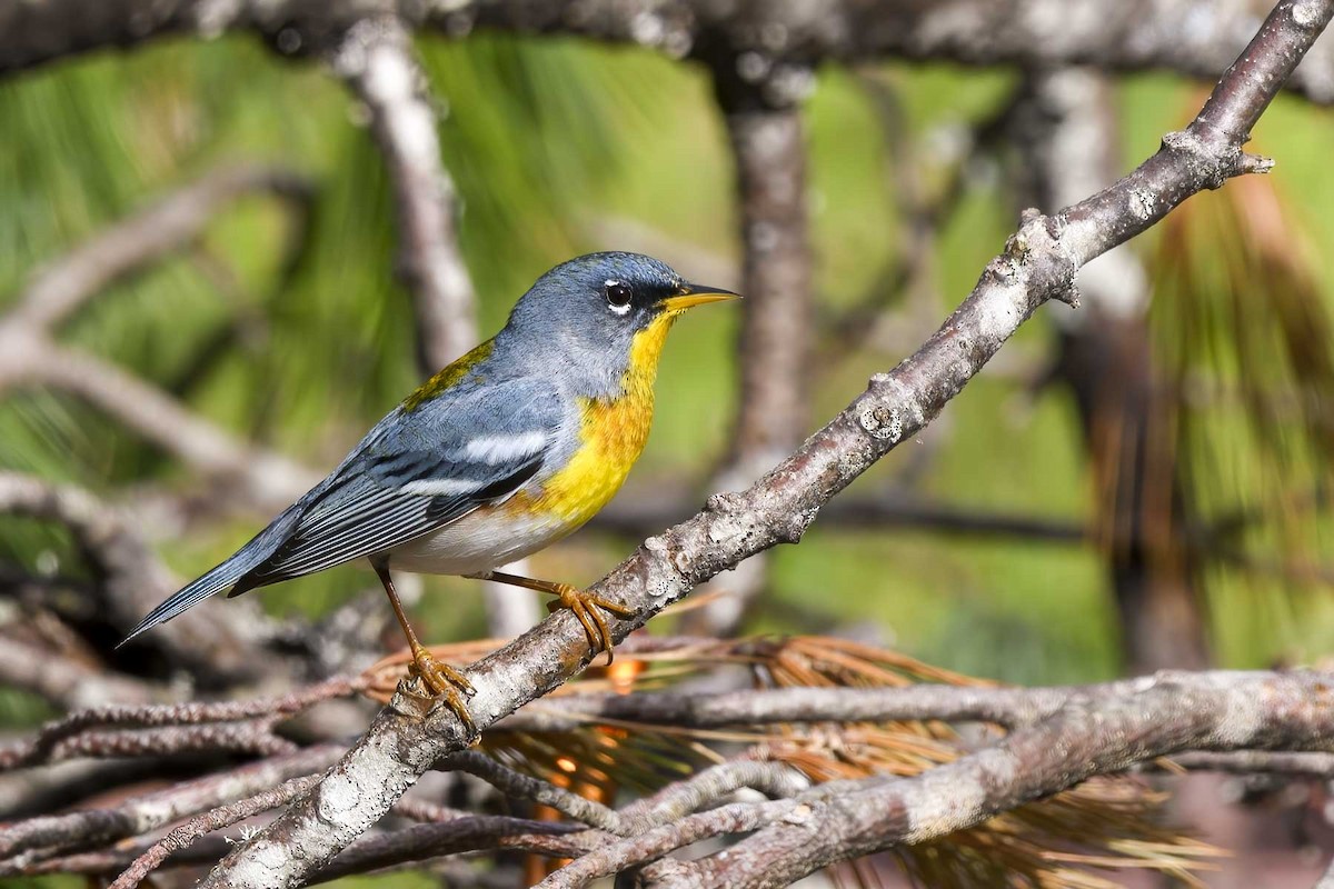 Northern Parula - ML346286871