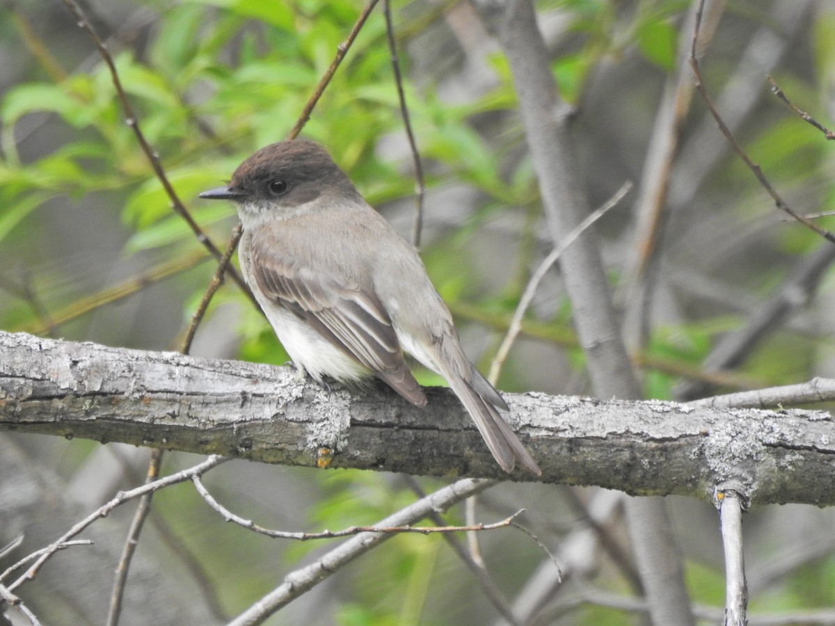 Eastern Phoebe - ML346287061