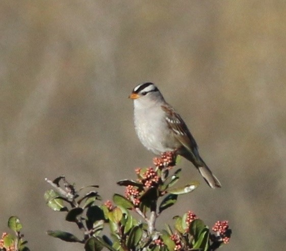 White-crowned Sparrow - Dave Czaplak