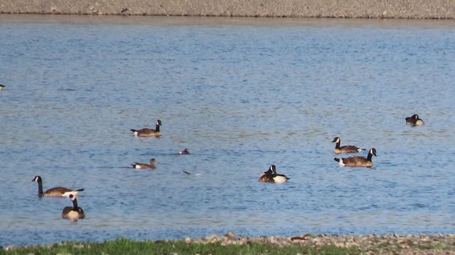 Long-tailed Duck - ML346287591