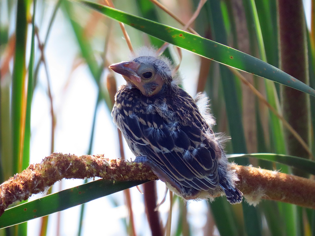 Red-winged Blackbird - ML346290841