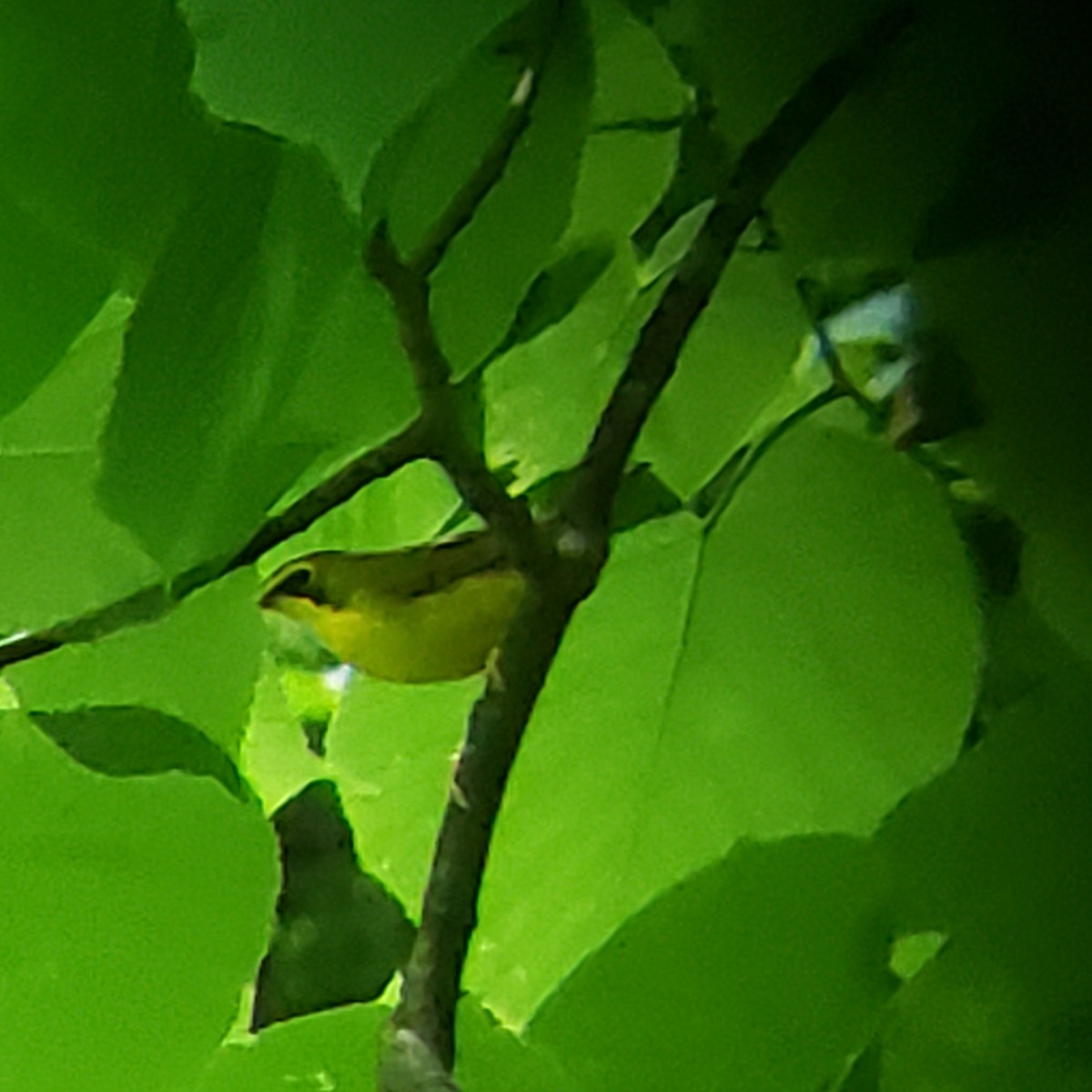 Kentucky Warbler - ML346290851