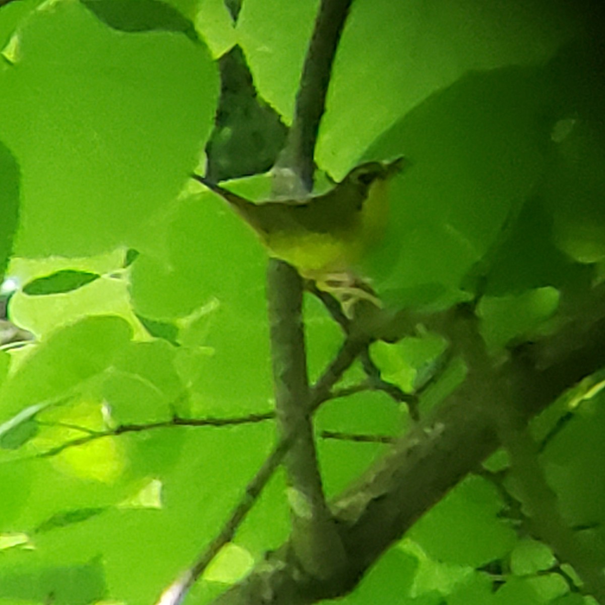 Kentucky Warbler - ML346290861