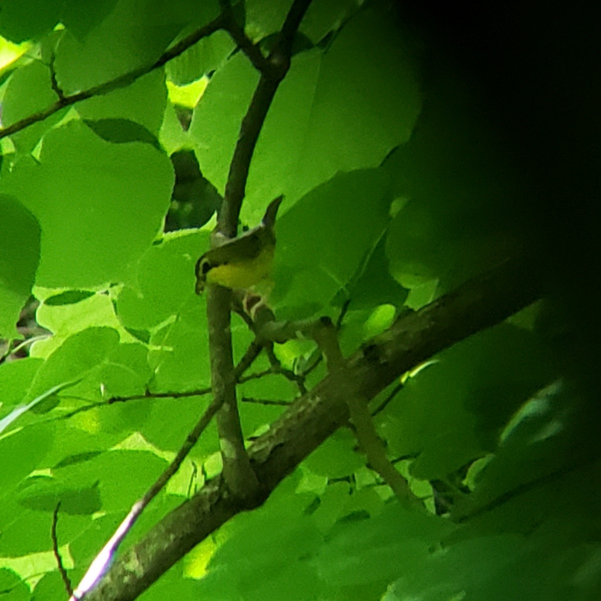 Kentucky Warbler - ML346290871