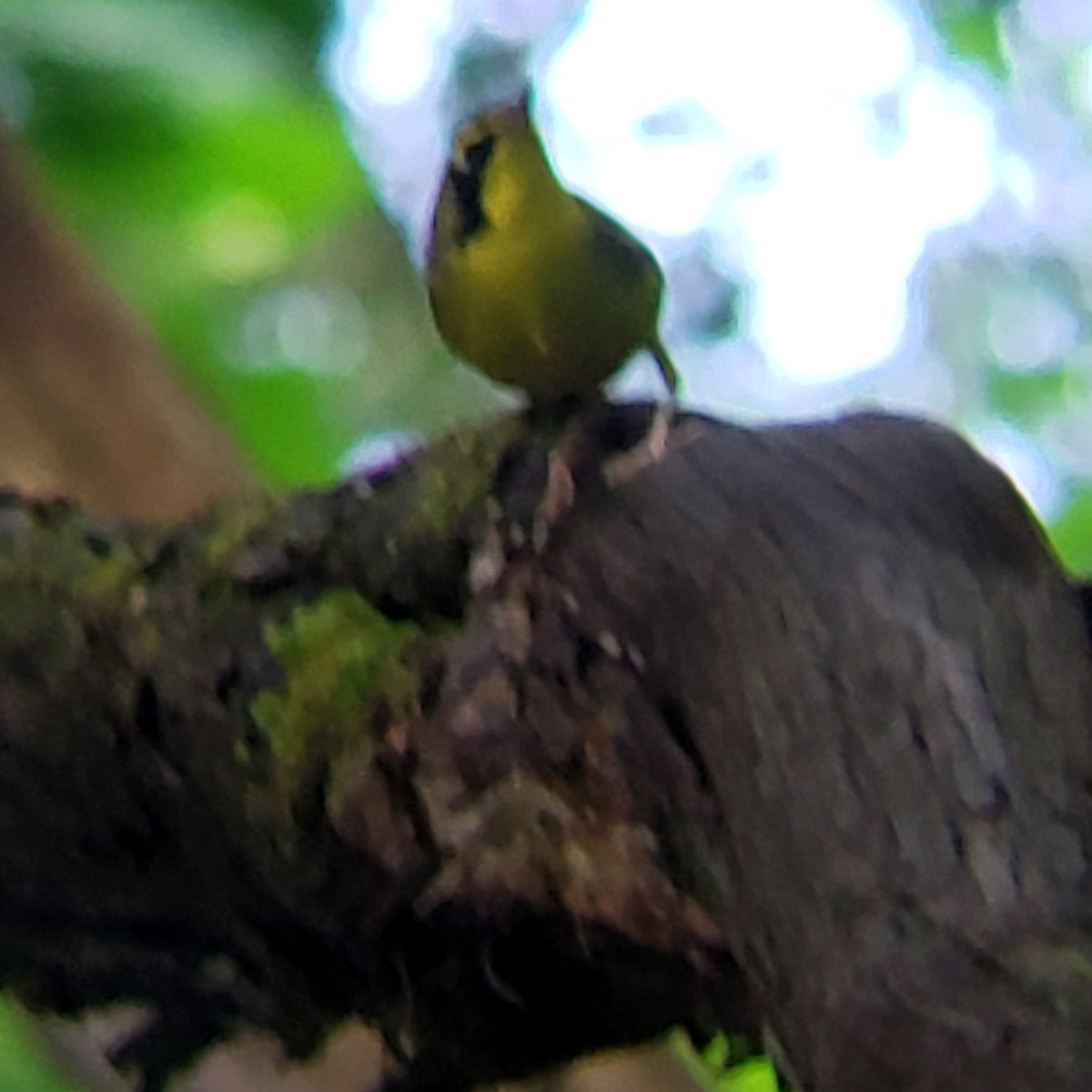 Kentucky Warbler - ML346290881