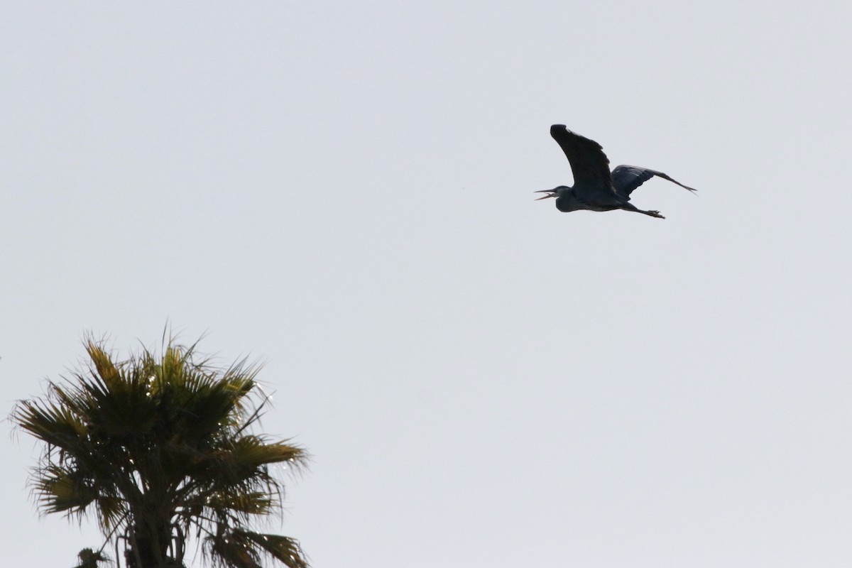 Great Blue Heron - ML346293141