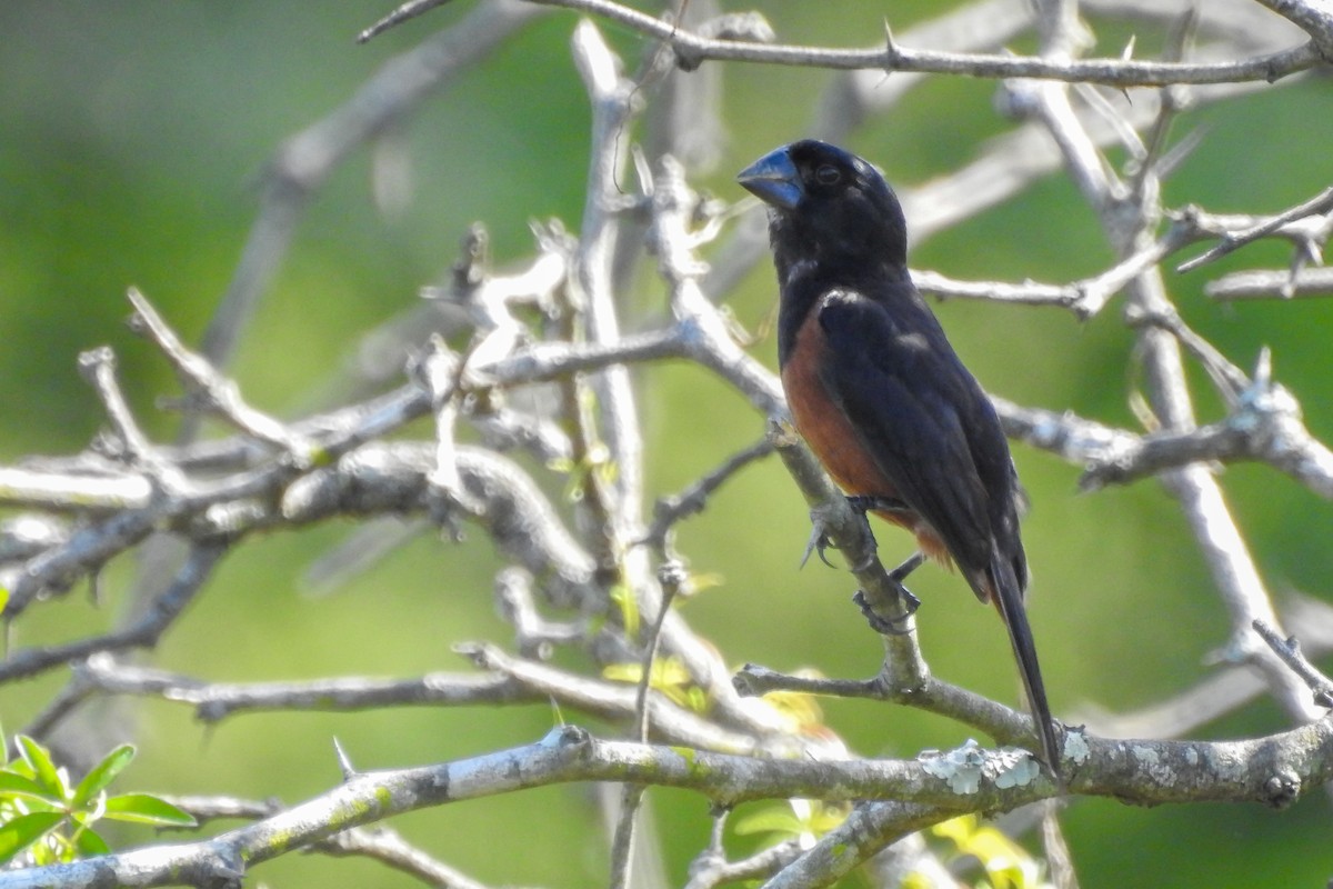 Chestnut-bellied Seed-Finch - ML346294071