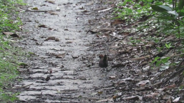 Rufous-capped Antthrush - ML346294451