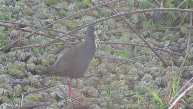 Plumbeous Rail - ML346297161