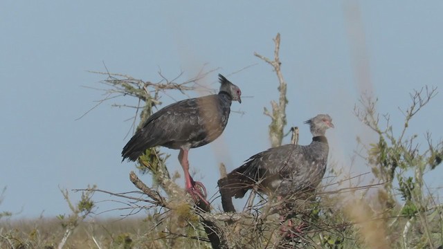 Southern Screamer - ML346298041
