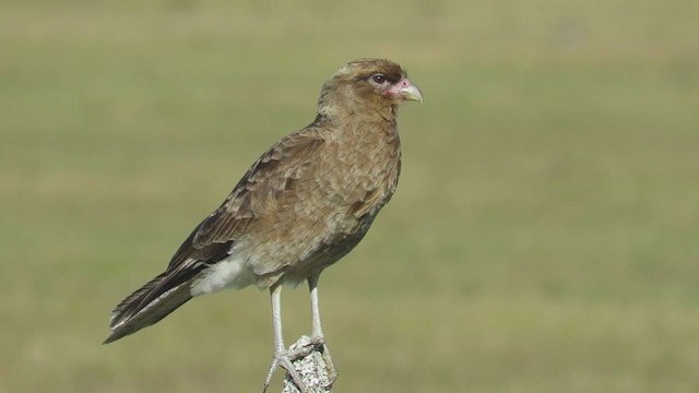 Chimango Caracara - ML346298811