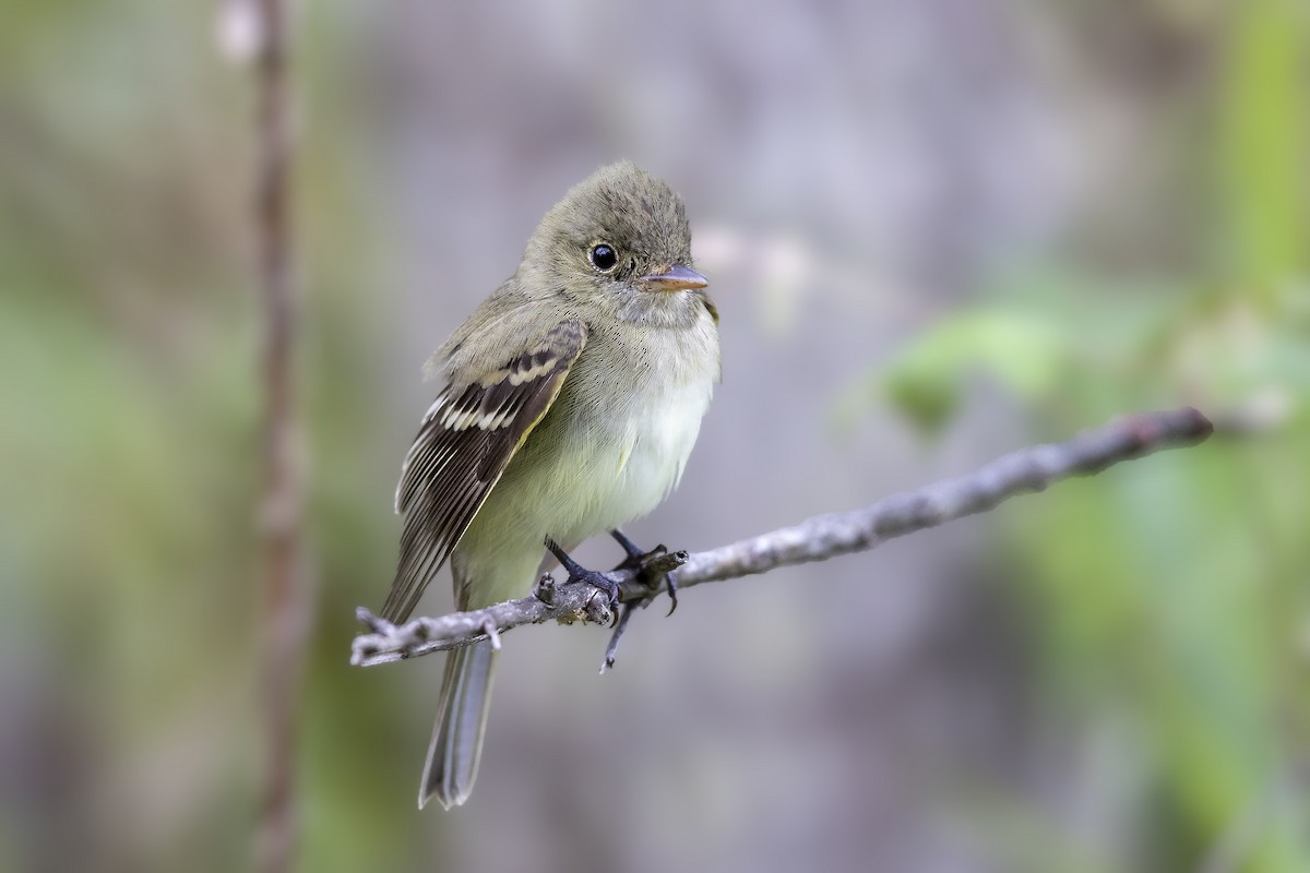 Acadian Flycatcher - ML346299141