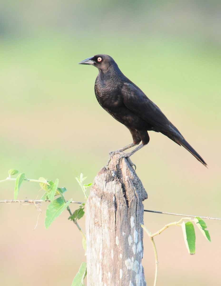 Giant Cowbird - ML34630021