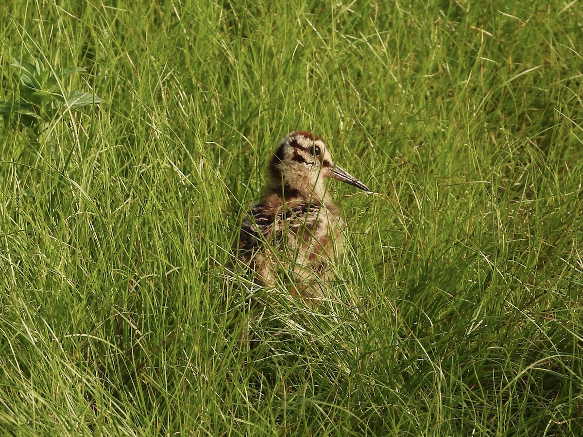 American Woodcock - ML346301221