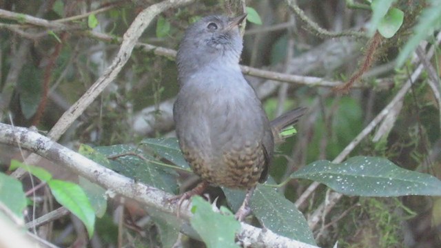 Planalto Tapaculo - ML346301701