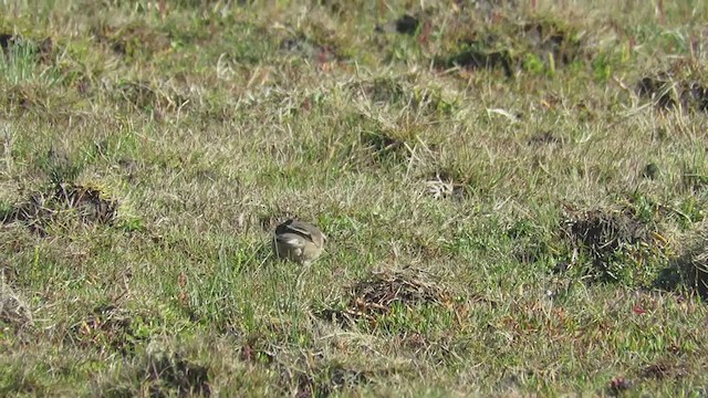 オビバネカワカマドドリ - ML346304621