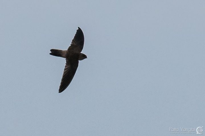 Germain's Swiftlet - Pattaraporn Vangtal