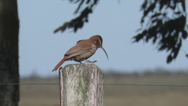 Scimitar-billed Woodcreeper - ML346306901