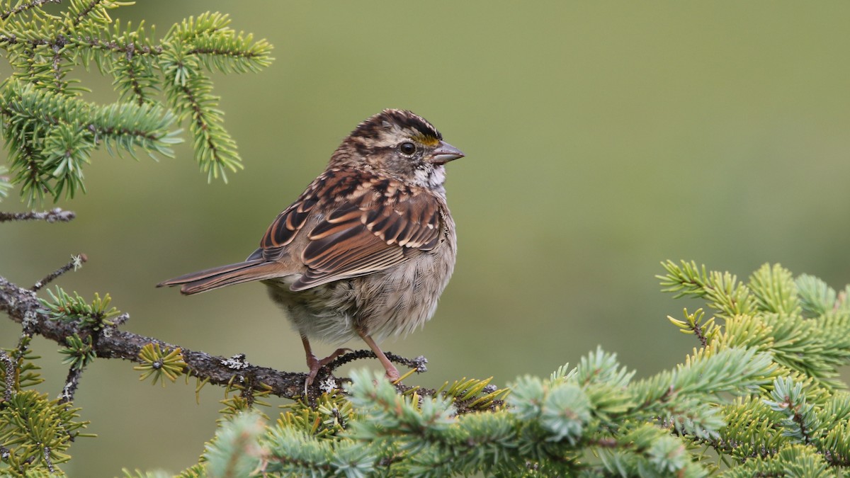 White-throated Sparrow - ML34630731