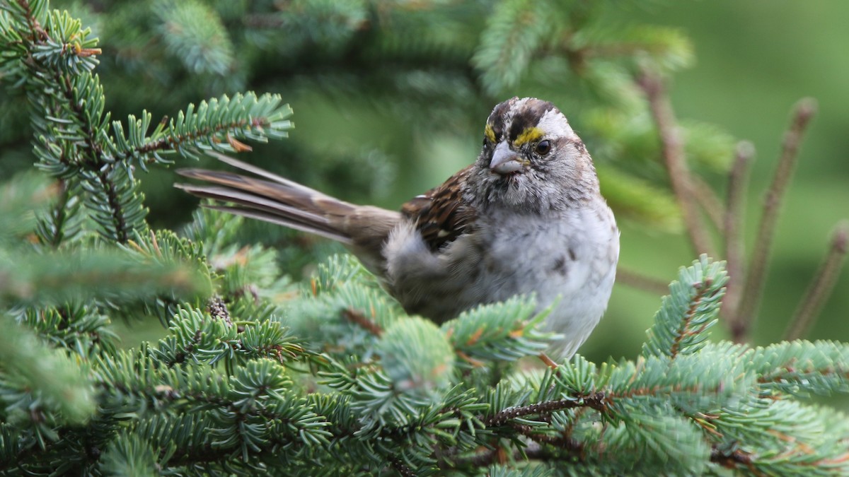 White-throated Sparrow - ML34630751