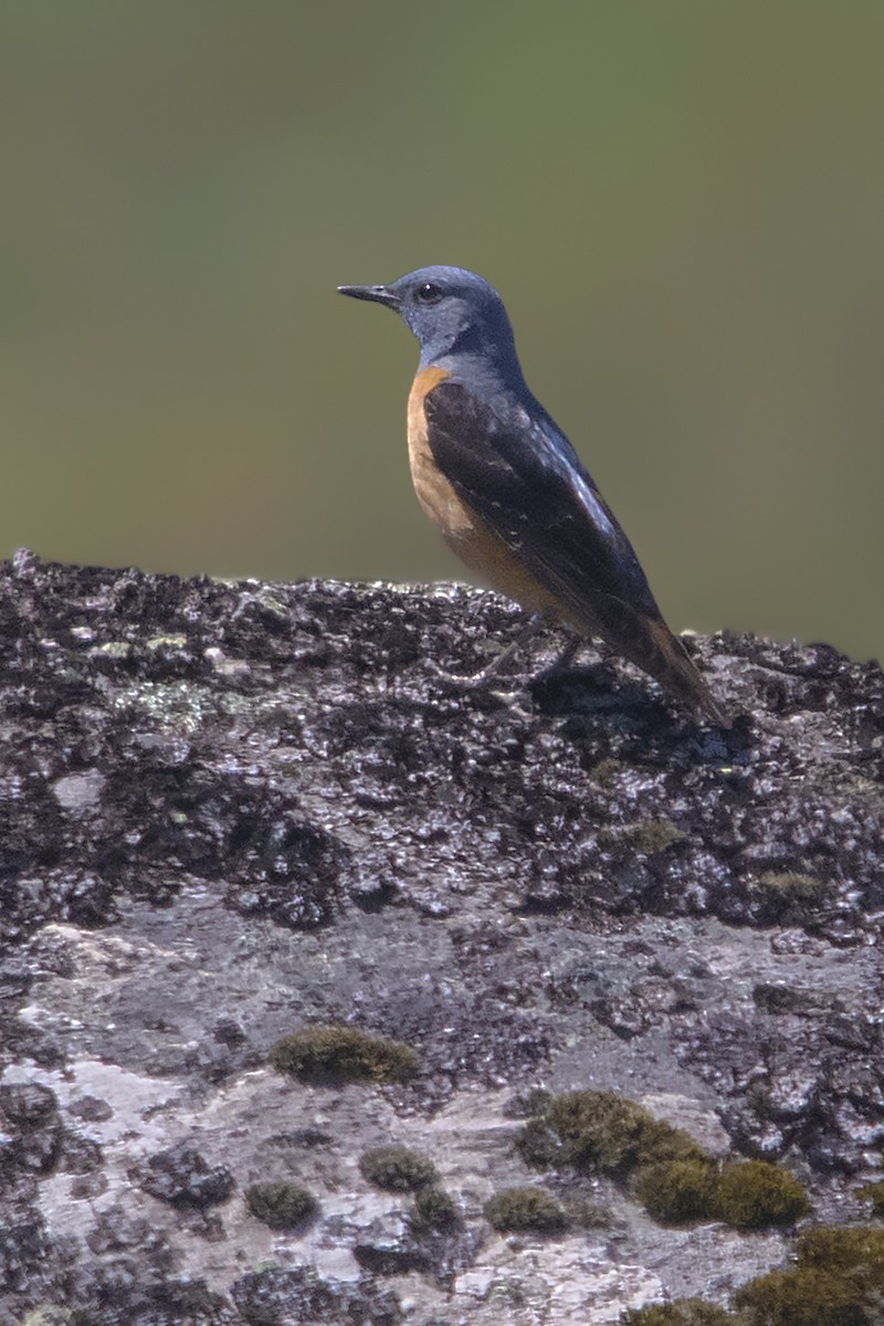 Rufous-tailed Rock-Thrush - ML346309171