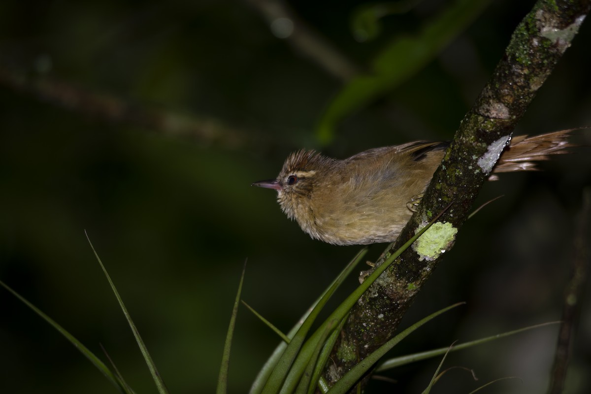Olive Spinetail - ML346309321