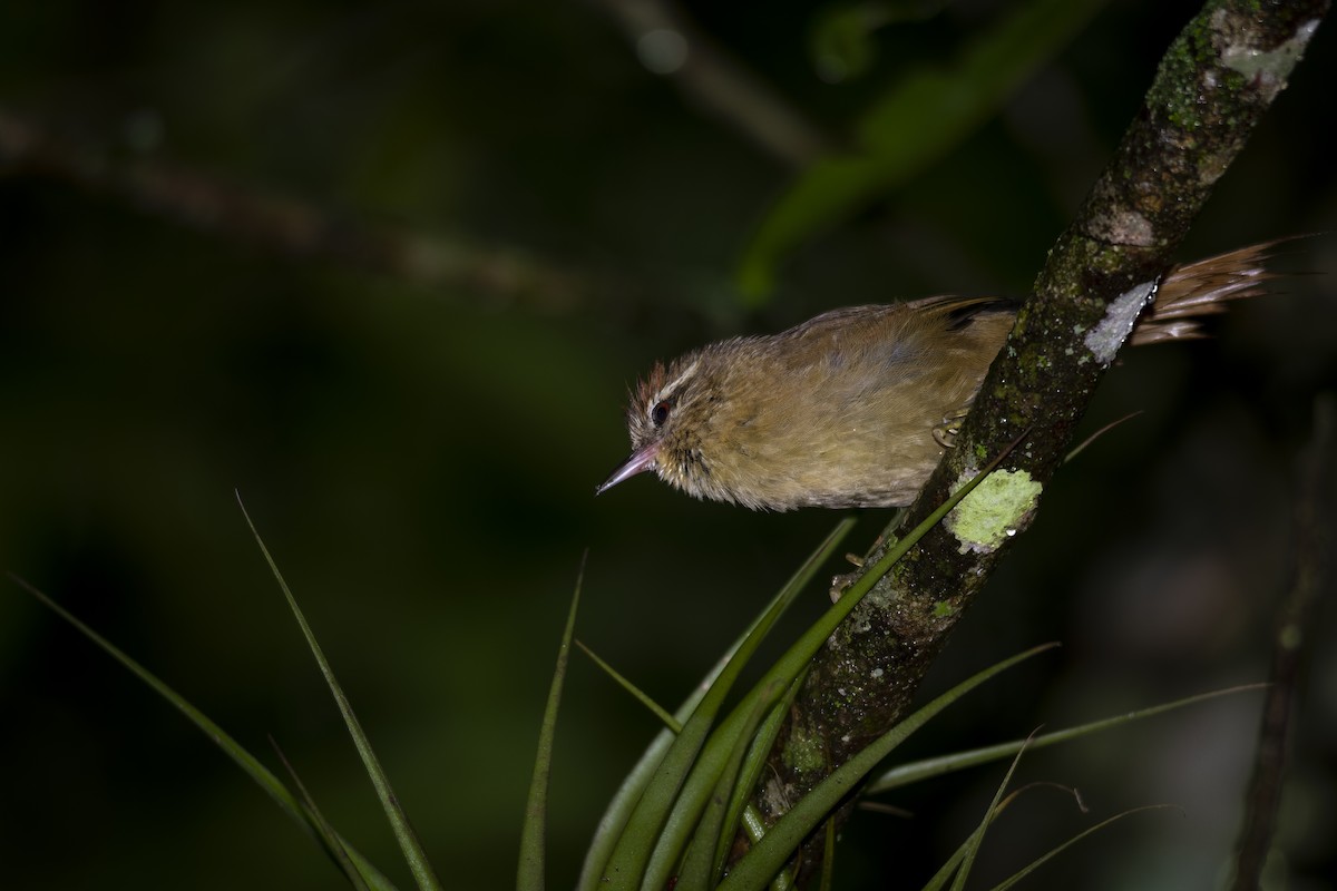 Olive Spinetail - ML346309391