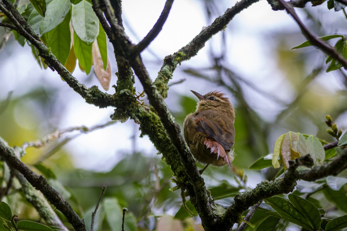 Olive Spinetail - ML346309651