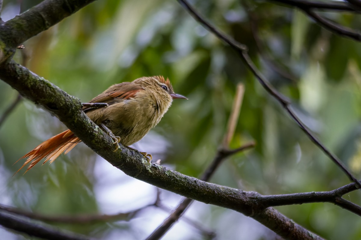 Olive Spinetail - ML346309671