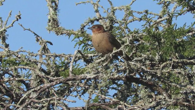 Brown Cacholote - ML346309821