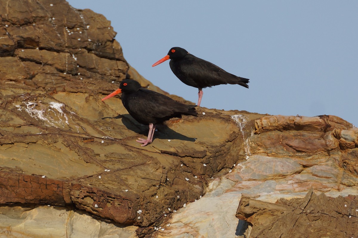 Sooty Oystercatcher - ML34631071