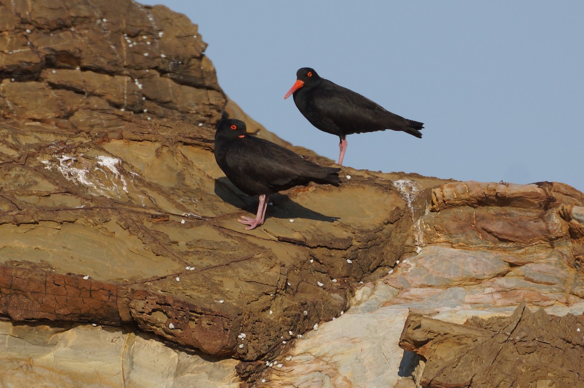 Sooty Oystercatcher - ML34631081