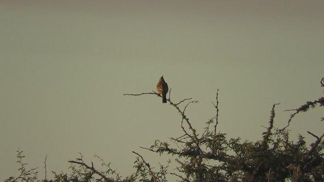 Yellow Cardinal - ML346311201