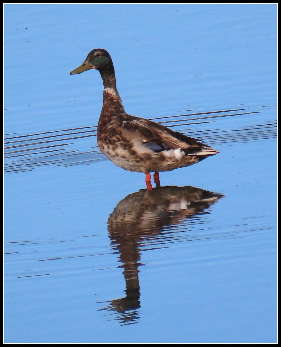 Mallard (Domestic type) - ML346311971