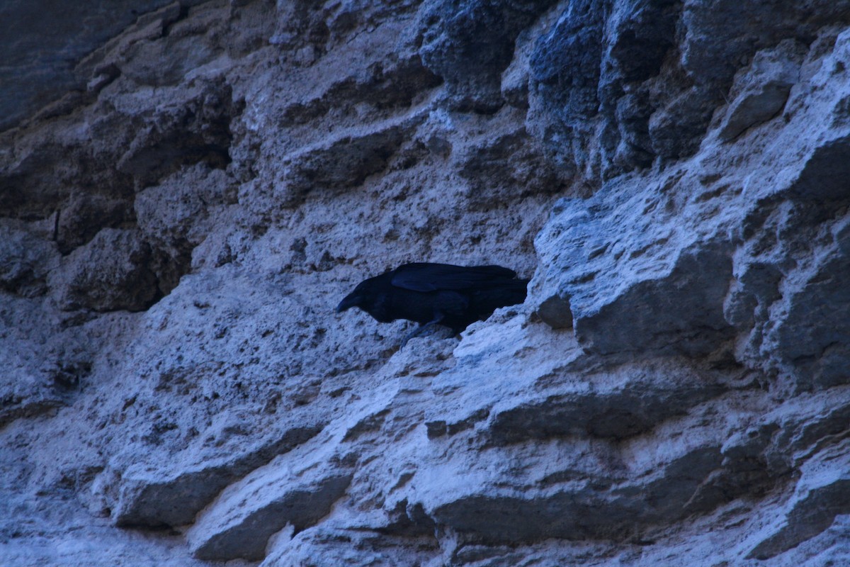 Common Raven - ML346312361