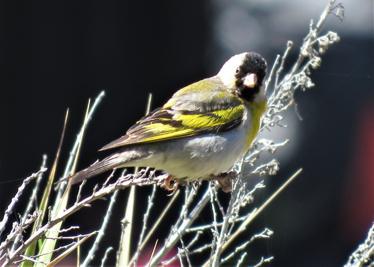 Lawrence's Goldfinch - ML346312601