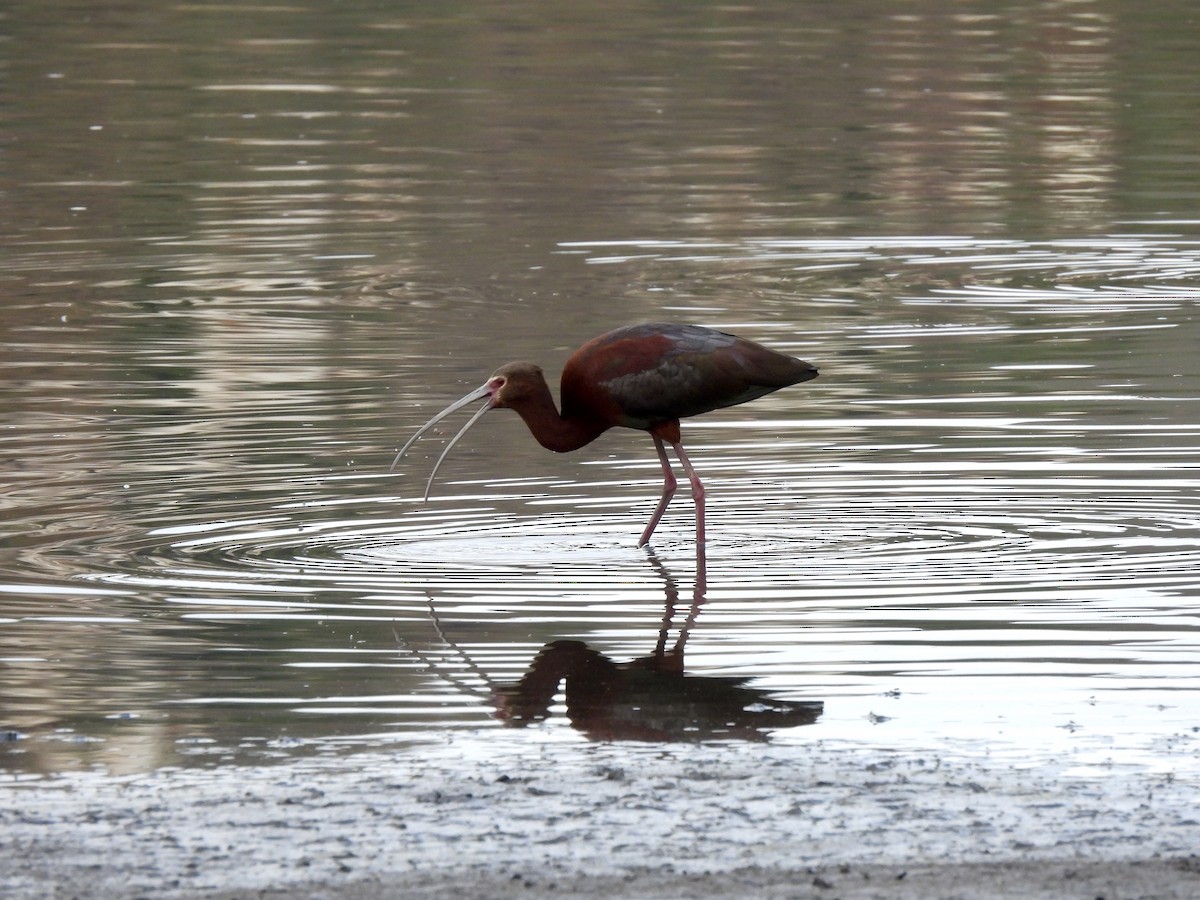 White-faced Ibis - Donna Mancuso