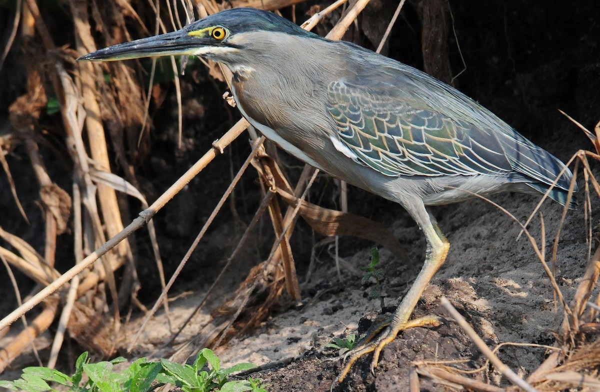 Striated Heron - ML34631491