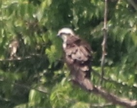 Osprey (carolinensis) - ML346315331