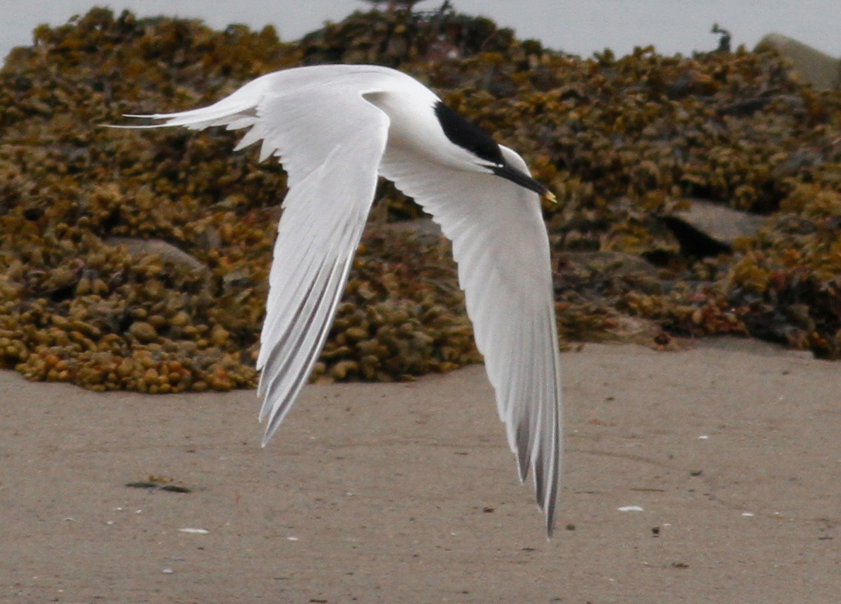 Sandwich Tern - Randolph White 🦅