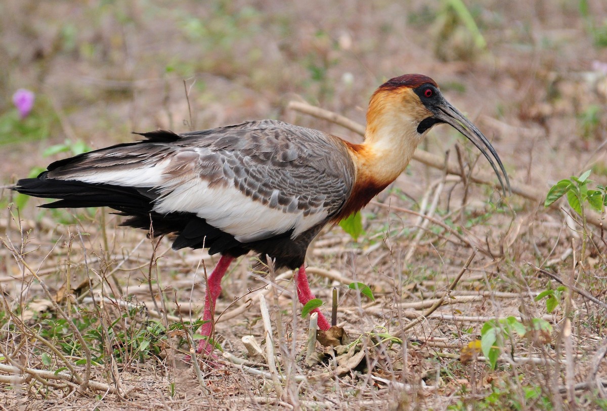 ibis bělokřídlý - ML34631821