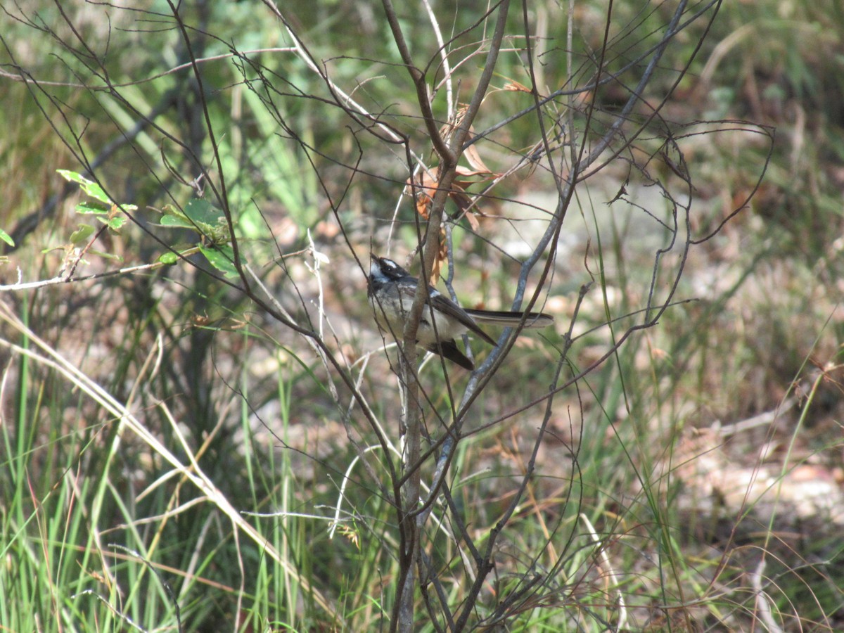 Gray Fantail - ML346318331