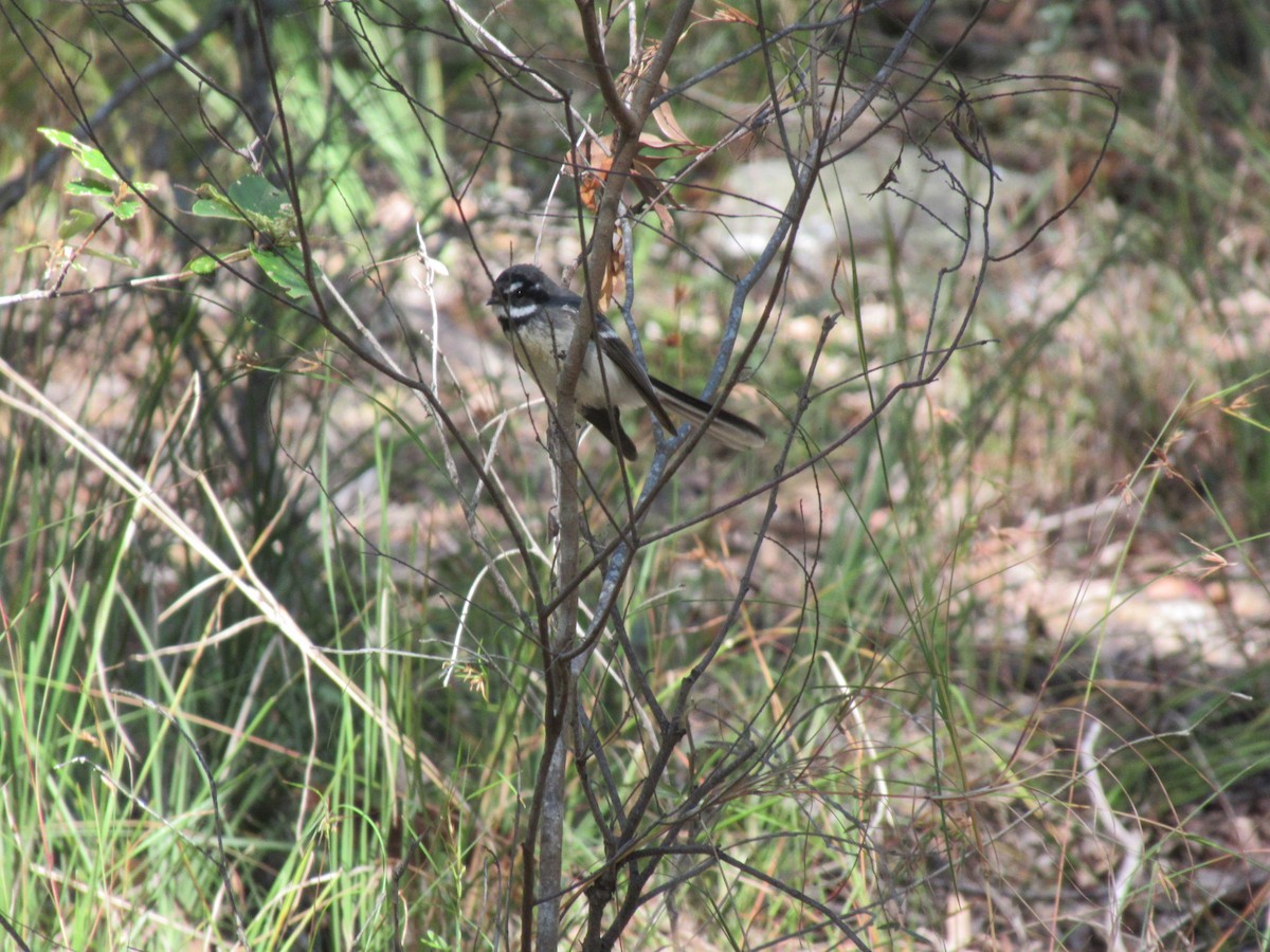 Gray Fantail - ML346318351