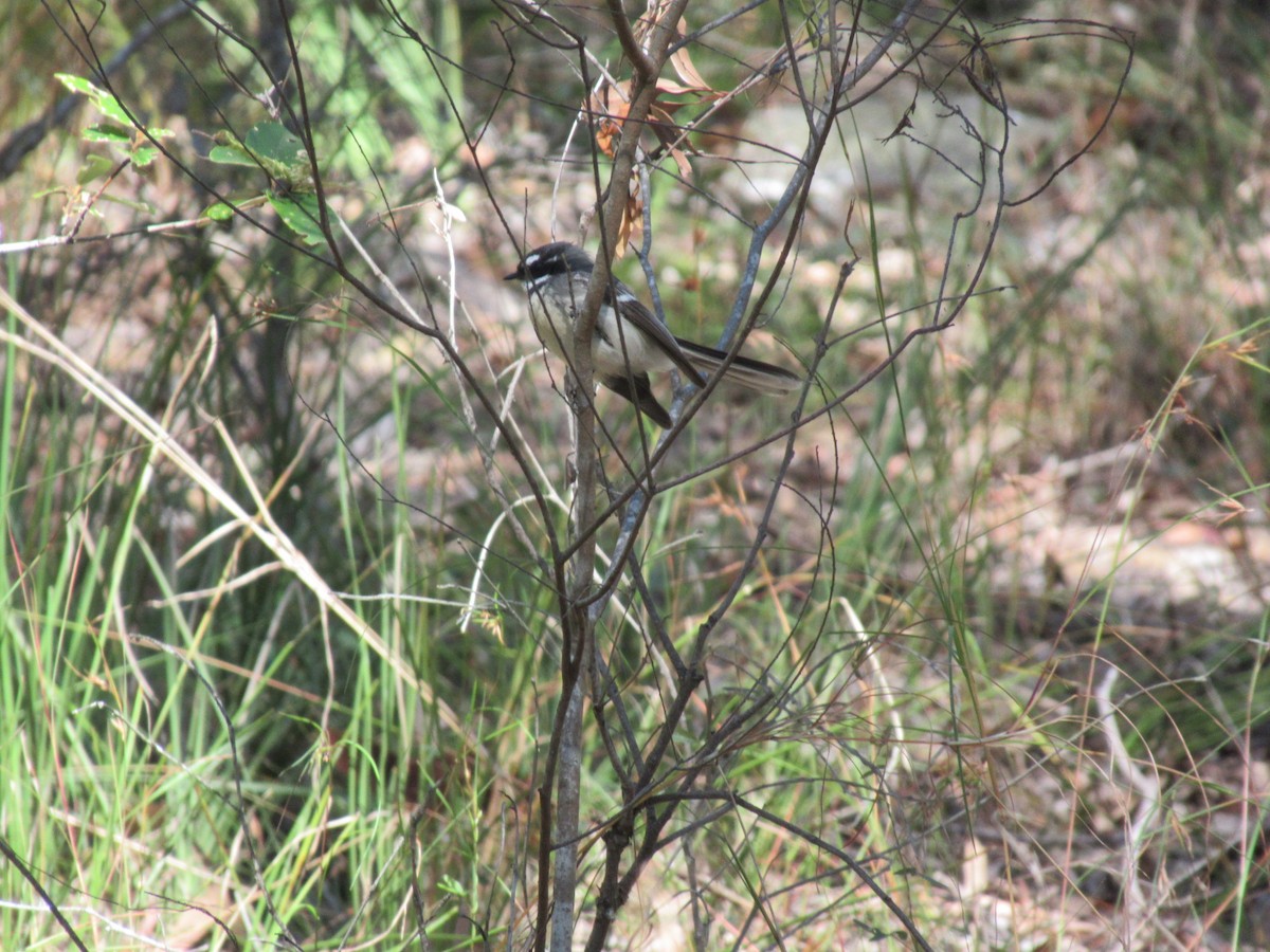 Gray Fantail - ML346318361