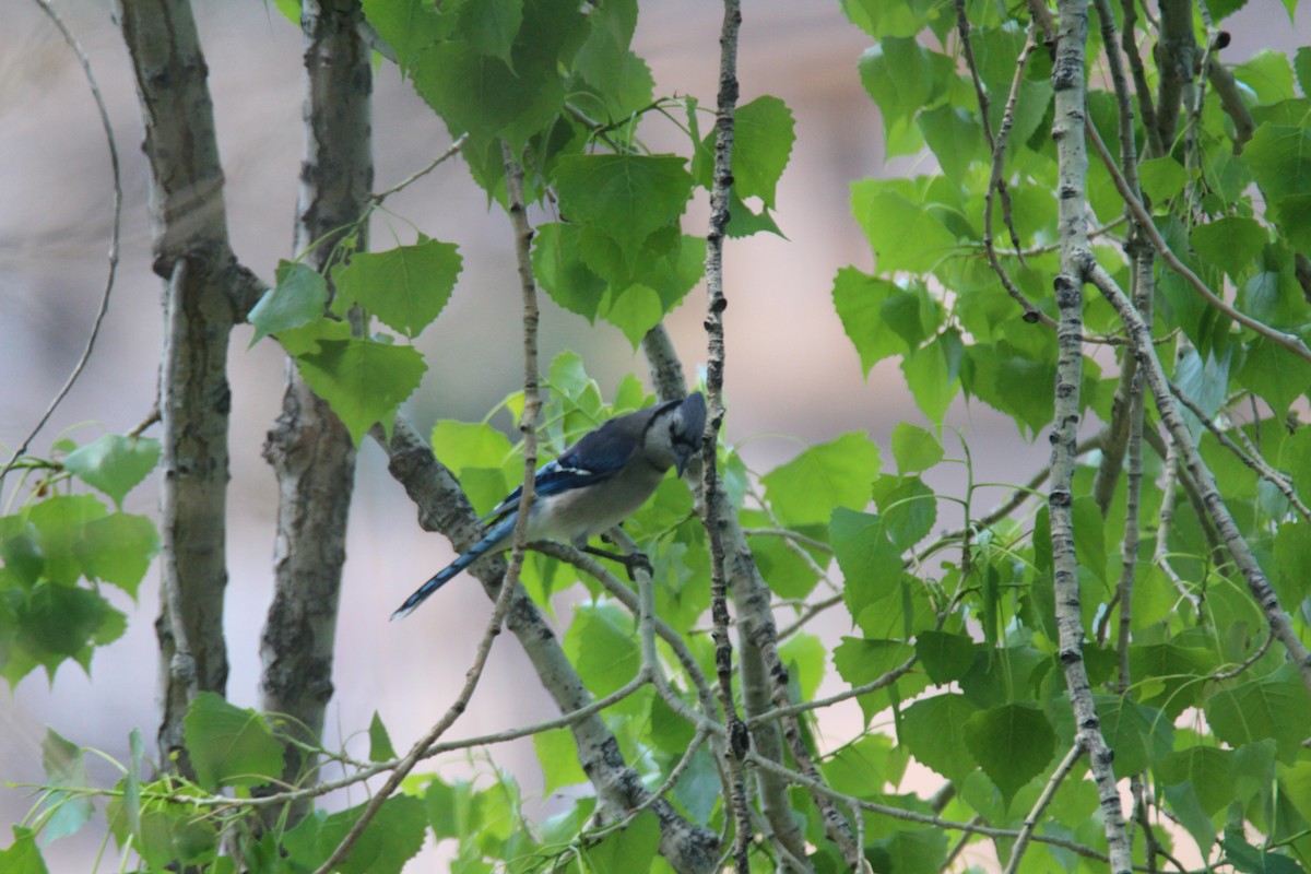 Blue Jay - ML346318451