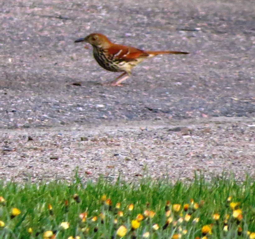 Brown Thrasher - ML346320501