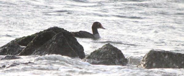 King Eider - ML34632281