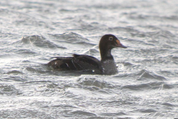 Eider à tête grise - ML34632291