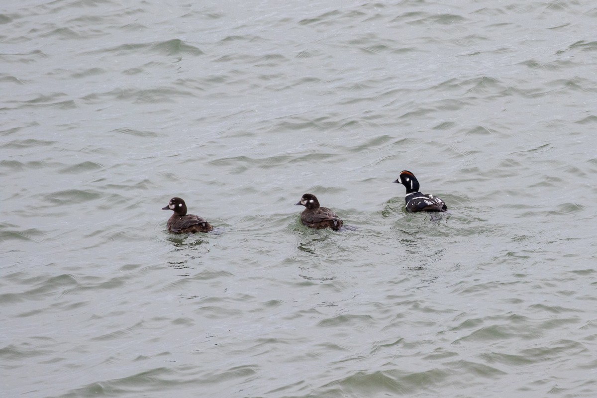 Harlequin Duck - ML346323091